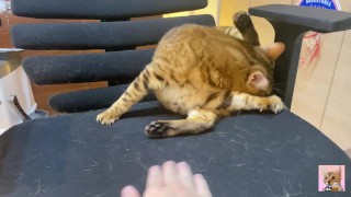 Intense play with a poor kitty who invites you 