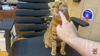 Интенсивная игра с бедной кошечкой, которая приглашает вас 