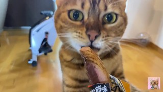 子猫ちゃんにご飯を見せたら満足できずにおかわりを要求してしまう