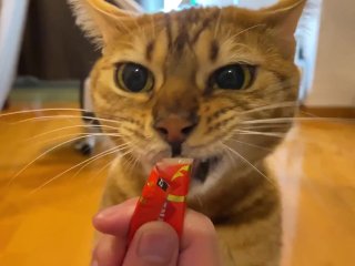 COMPILATION of Pussy Eating