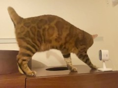 COMPILATION of Pussy Eating, Squirting, Facesitting and Pounding - BEST ORGASMS :PC Ponhabu