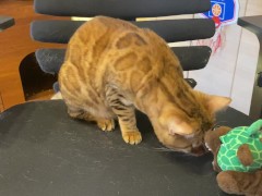 Pussy sucks deliciously on your stuff ... . She likes to be bitten hard ... .