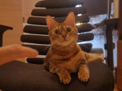 Beautiful little kitty invites you to bed.