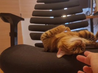 美丽的小猫咪邀请你上床睡觉。
