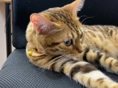 Cute pussy girl plays with herself and reaches a happy end