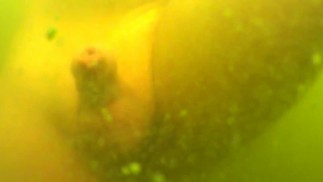 Solo male - beach morning touch under water