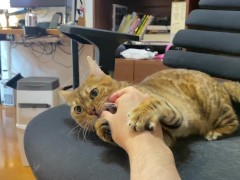 Pussy jumps on you and licks you ... . Play hard on a holiday morning