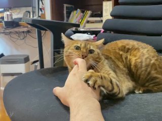 Pussy jumps on you and licks you ... . Play_hard on a_holiday morning