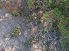 I piss near the beach