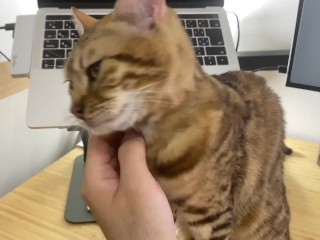 Грязный котенок, который приглашает вас поиграть, пока вы работаете ... Офис, который не позволит те