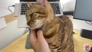 Un gatito sucio que te invita a jugar mientras trabajas... La oficina que no te deja trabajar hasta