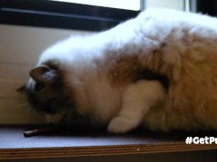 THICC WHITE HAIRY HOMELESS PUSSY WANTS TO GO TO YOUR PLACE TO DEVOUR YOUR MEAT