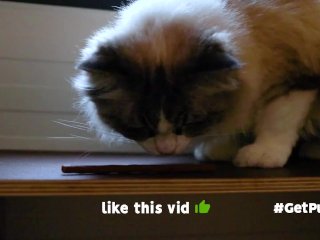 THICC WHITE HAIRY HOMELESS PUSSY WANTS TO GO TO YOUR PLACE TO DEVOUR YOUR MEAT