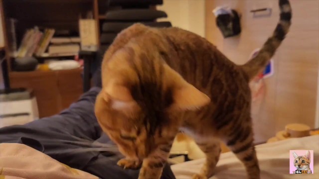 Горячая кошечка аппетитно сосет ... Котенок ест, глядя на вас