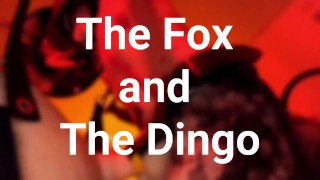 El zorro y el dingo