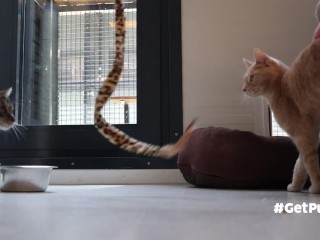 TWO PUSSIES (GINGER & DARK) GET SIMULTANEOUSLY PLEASED BY ONE LONG TOY