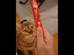 Honor student pussy will lick you to the point of losing all reason when she sees what you have.