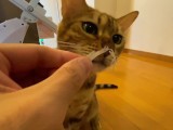 Cute little kitty eats her food right in front of you ... . Have you ever seen such a cute little gi