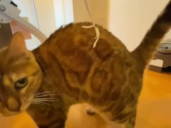 Video Cute little kitty eats her food right in front of you ... . Have you ever seen such a cute little gi