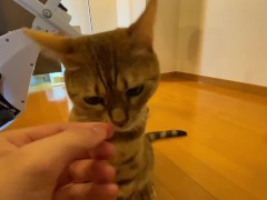 Cute little kitty eats her food right in front of you ... . Have you ever seen such a cute little gi