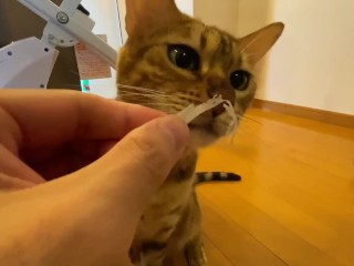 Милый маленький котенок ест свою еду прямо перед вами ... .