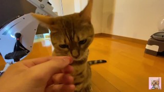 Cute little kitty eats her food right in front of you ... . Have you ever seen such a cute little gi