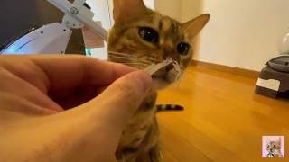 Het schattige kleine katje eet haar eten recht voor je neus... Heb je ooit zo'n schattig klein meisj