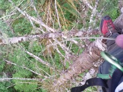 Pissing at 130' up in a tree