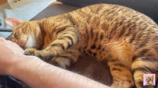 Il gioco intenso inizia con un gattino molto carino che si rilassa sul divano ... Un gattino che ti
