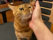 Gatito que Corre Hacia Ti Cuando Llegas a Casa y Te Lame... un ...