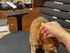 Pussycat who runs up to you when you come home and licks you ................... A pampered kitten w