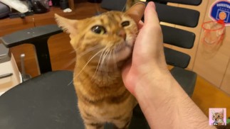 Котенок, который подбегает к вам, когда вы приходите домой, и облизывает вас ... Избалованный котено