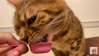 Котенок радостно облизывается, когда ему предлагают ...... Если вы хотите отдать его, пожалуйста, ос