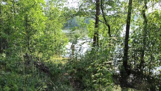 Сексуальная незнакомка отсосала мой член в лесу