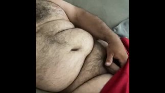 Solo Latin bear 