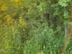 Новоиспеченная женушка изменила мужу КУКОЛДУ с ЛЕСНИКОМ во все дырочки 2/16