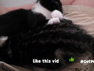 TINY PUSSIES INVOLVE THE CAMERA MAN WHILE PLAYING WITH EACH OTHER