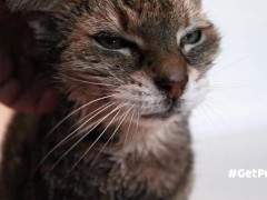 OLD (granny i'd like to foster)  LIKES TO BE GENTLY BY YOU