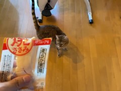 wants to play with you rather than eat - Screenshot 1 of 16
