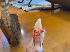 wants to play with you rather than eat