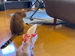 wants to play with you rather than eat - Screenshot 15 of 16