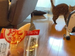 wants to play with you rather than eat - Screenshot 5 of 16