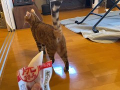 wants to play with you rather than eat - Screenshot 7 of 16