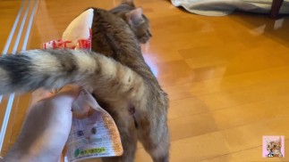 veut jouer avec vous plutôt que manger