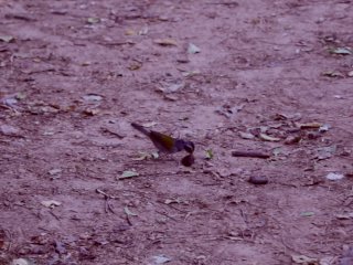 Caminata por el cerro y nos_dio ganas de un rapidito CASI NOS_DESCUBREN