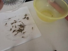 エビを取って素揚げにして食べる - Screenshot 9 of 16 - Fishing Outdoors