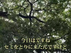 セミを素揚げにして食べる - Screenshot 1 of 16 - Cicada Recipe