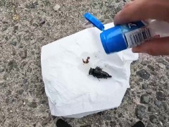 セミを素揚げにして食べる - Screenshot 11 of 16 - Cicada Recipe