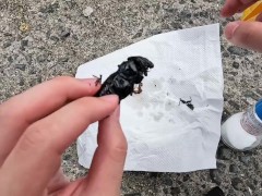 セミを素揚げにして食べる