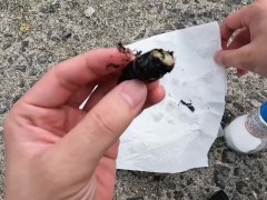 セミを素揚げにして食べる - Screenshot 13 of 16 - Japanese Cicada